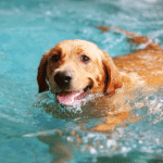 Where Can I Take My Dog Swimming