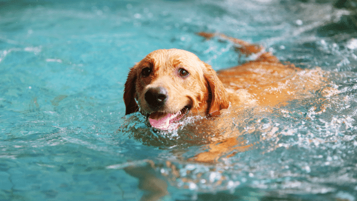 Where Can I Take My Dog Swimming? The Answer