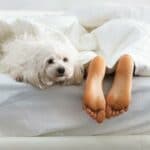 Why Dogs Like to Sleep at Your Feet