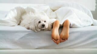 Why Dogs Like to Sleep at Your Feet