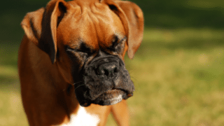 Why Your Dog Sneezing Non-Stop