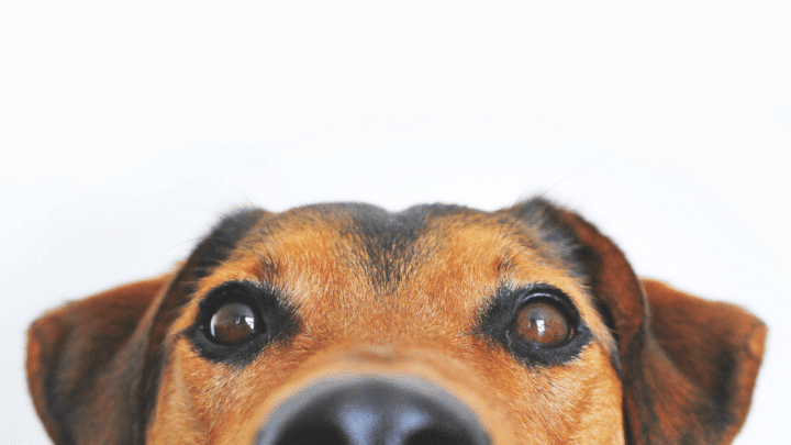 8 Reasons Why a Dog Nudges You With His Nose