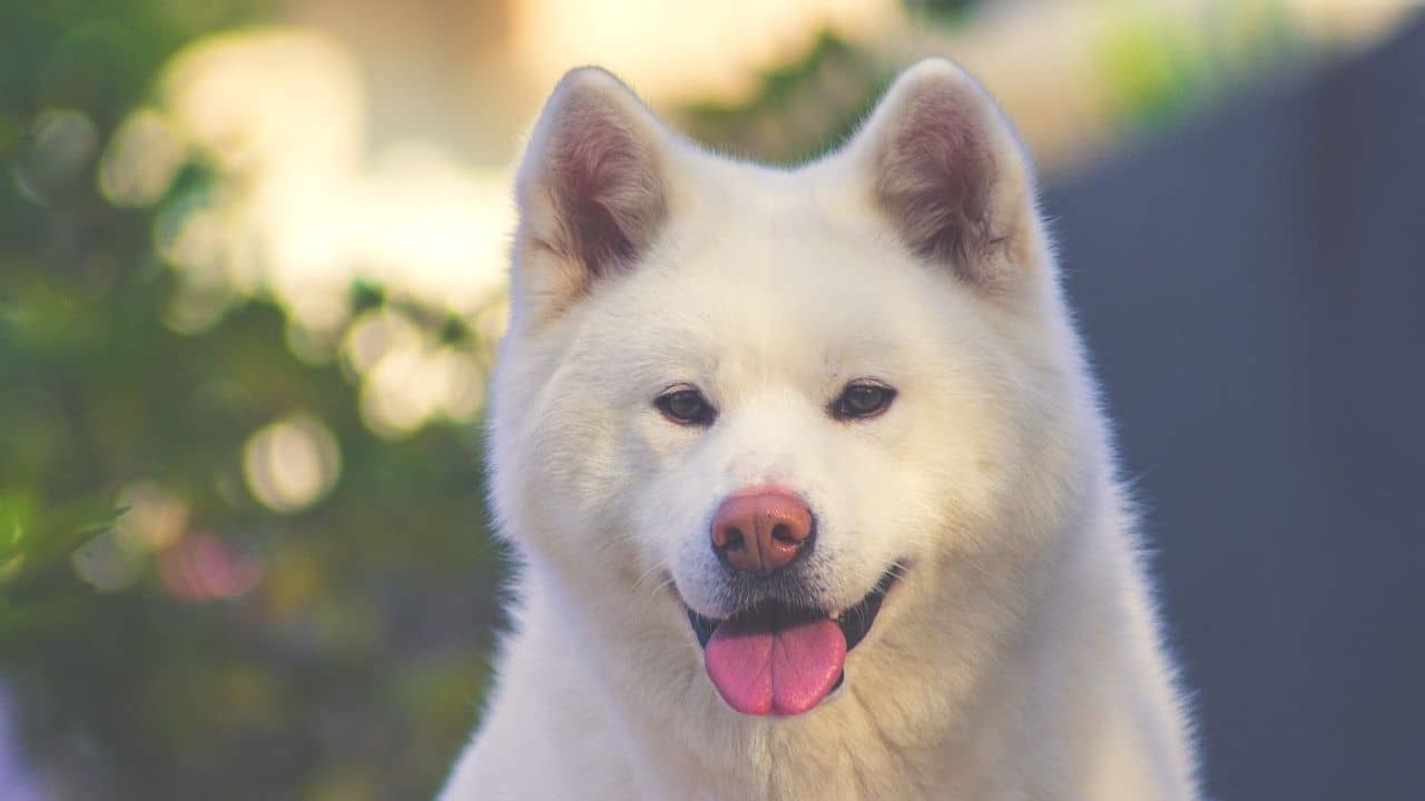 Akita Inu