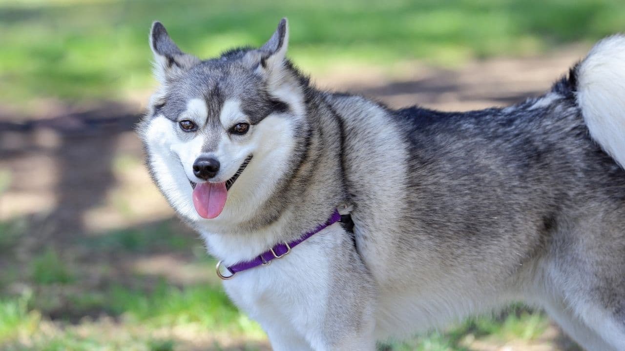 Alaskan Klee Kai