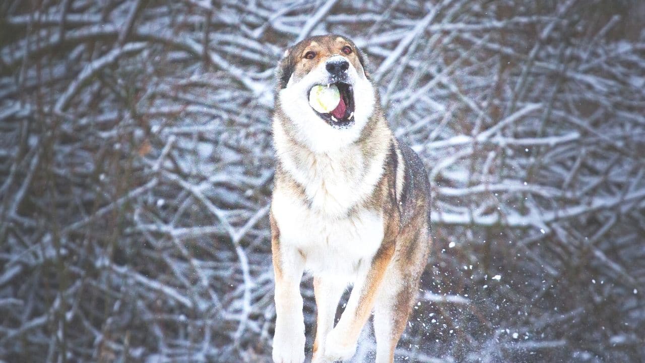 Czechoslovakian Wolfdog