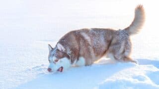 Dog Eating Snow