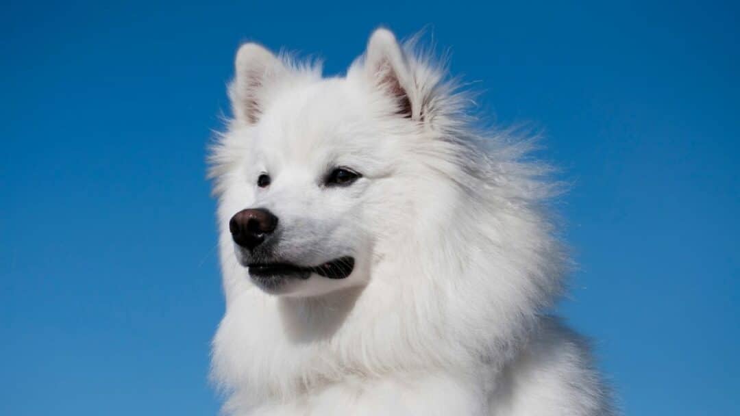 14 Dog Breeds That Look Like Huskies — Nr. 11 Is Just WOW!
