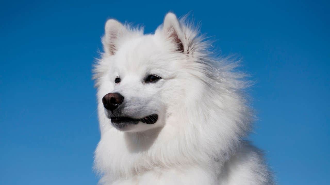 American Eskimo Dog