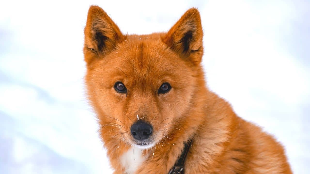 Finnish Spitz