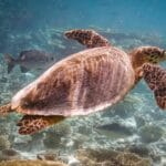 How Can Turtles Breathe Underwater