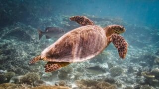 How Can Turtles Breathe Underwater