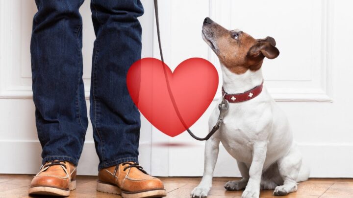 How Do Dogs Say “I Love You”? ― 11 Ways!