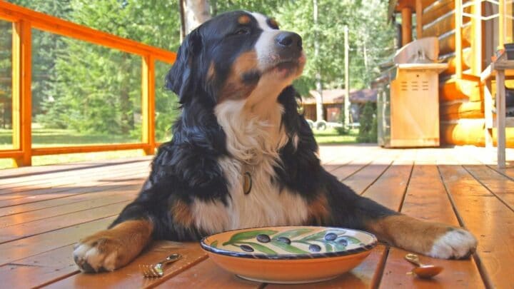 How Long Can Dogs Go without Food? The Answer!