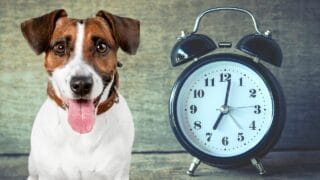 How Long is an Hour in Dog Time