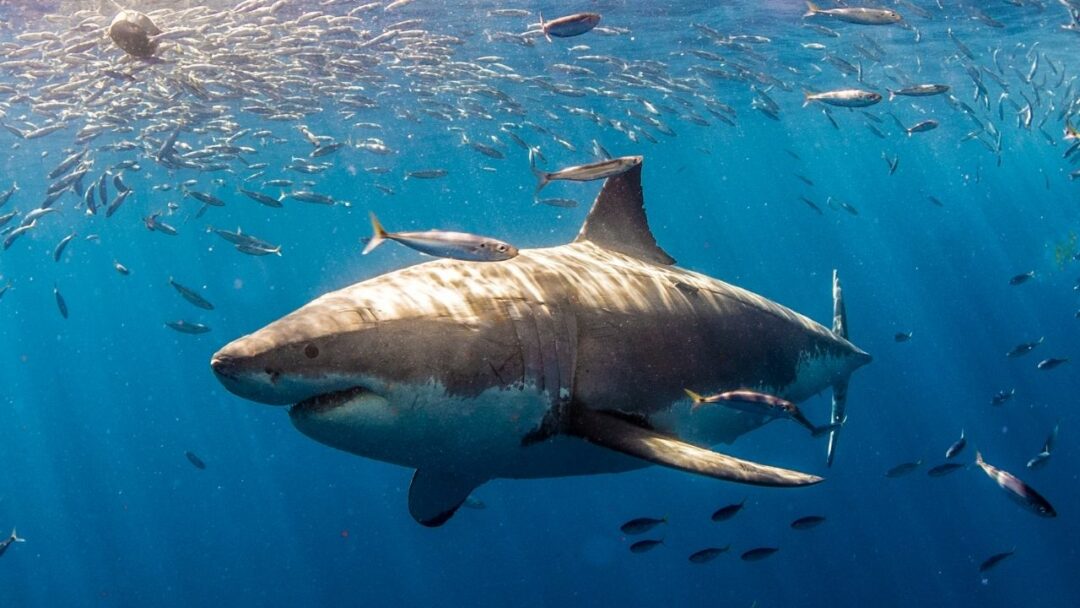 how many bones do sharks have