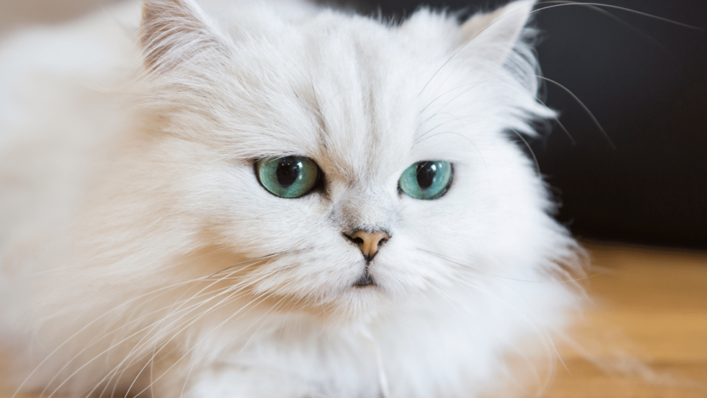 Persian Cat Price Guide: How Much in UK? - catmags.com