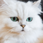 How Much Does a Persian Cat Cost