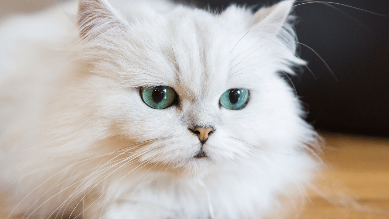 persian cat 