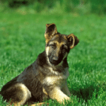 How Much is a Baby German Shepherd