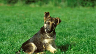 How Much is a Baby German Shepherd