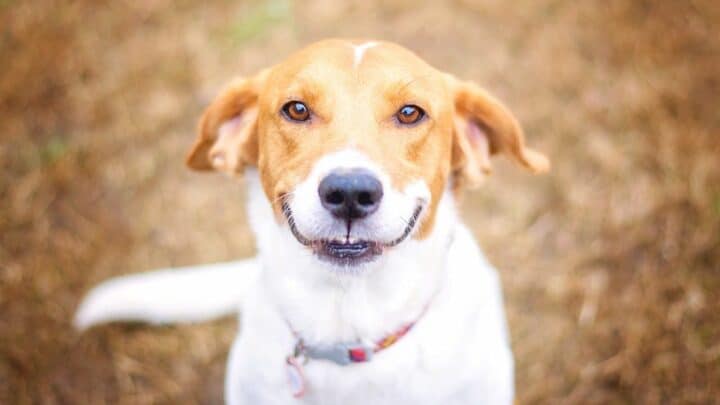 3 Tactics to Make Your Dog Smile — Big Time!