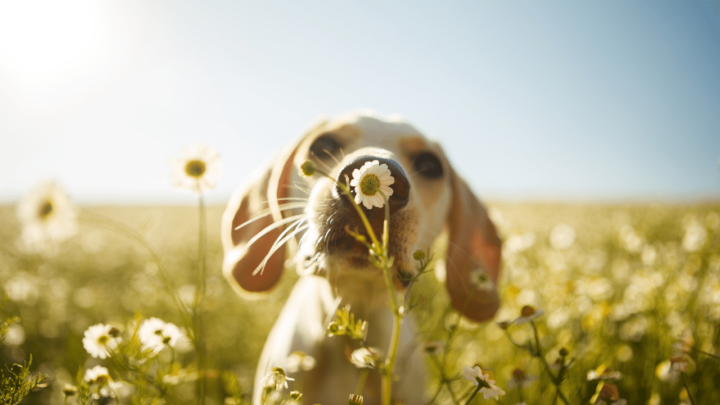 Dogs track time differently and scientists measure it in hertz (Hz)