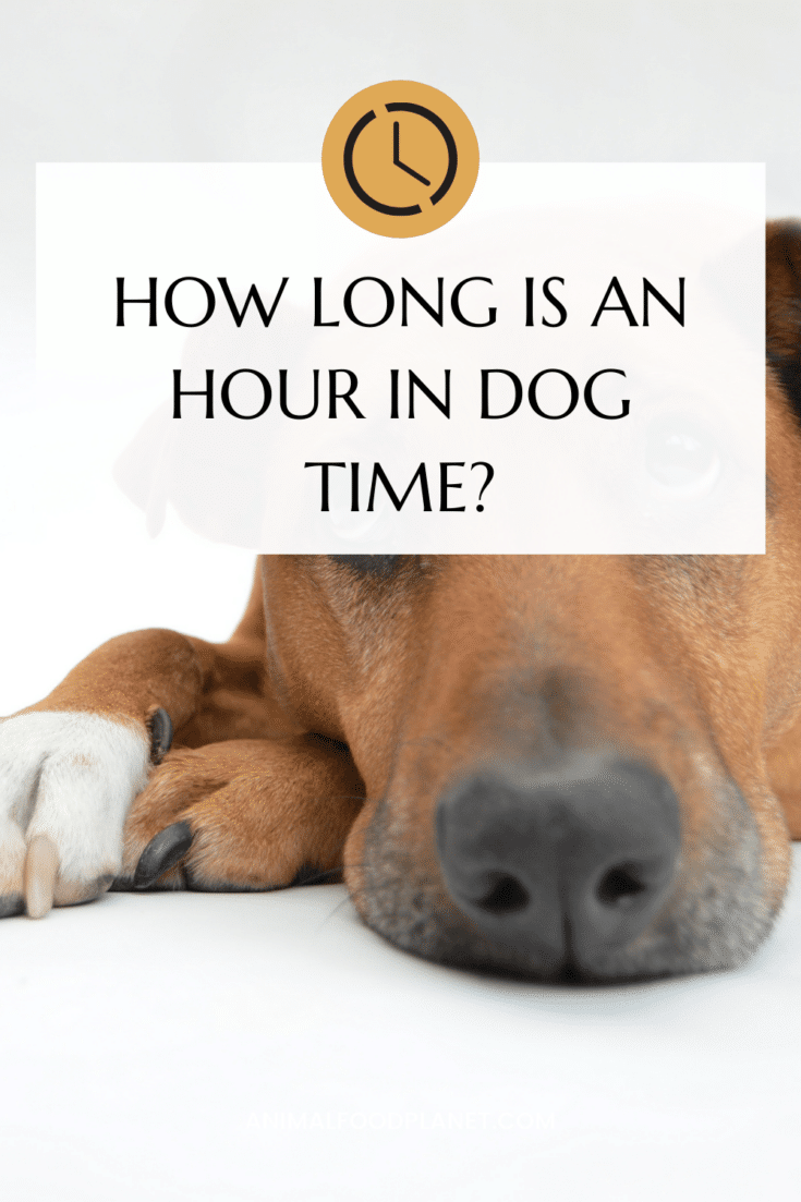 How long is an Hour in Dog Time