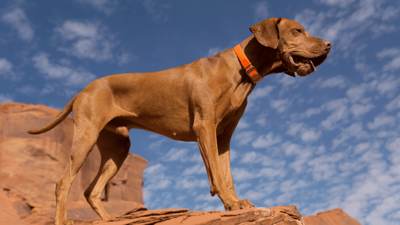 can a little male dog mate with a big female dog