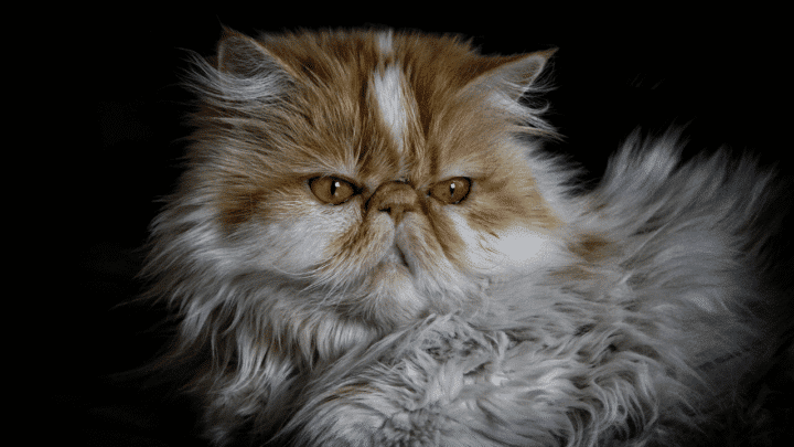 How much a persian cat costs - Anywhere between $500 to as high as $5,000