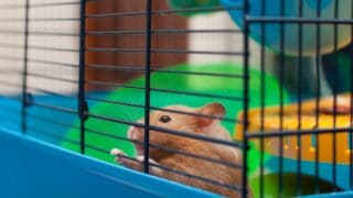 How to Clean a Hamster Cage