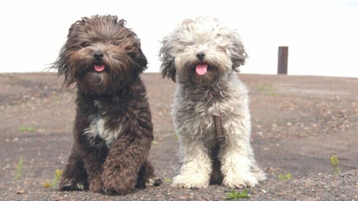 How To Get Two Dogs to Get Along? — 5 Steps to Success!
