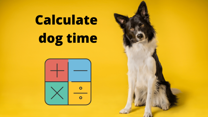 How long is an shop hour in dog years