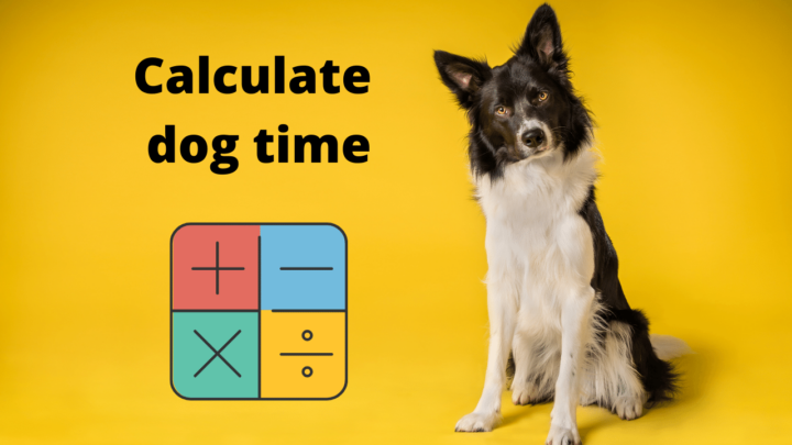 How to calculate dog time