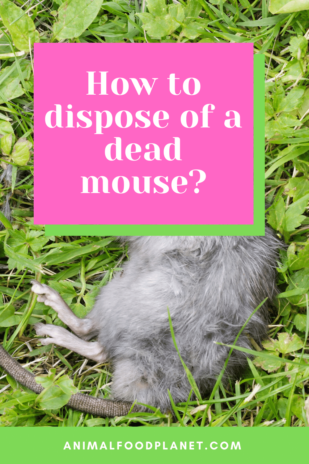 How to dispose of a dead mouse?