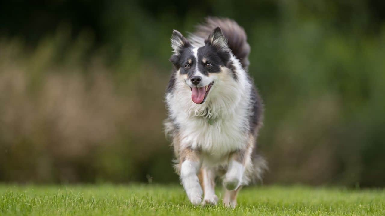 Icelandic Sheepdog