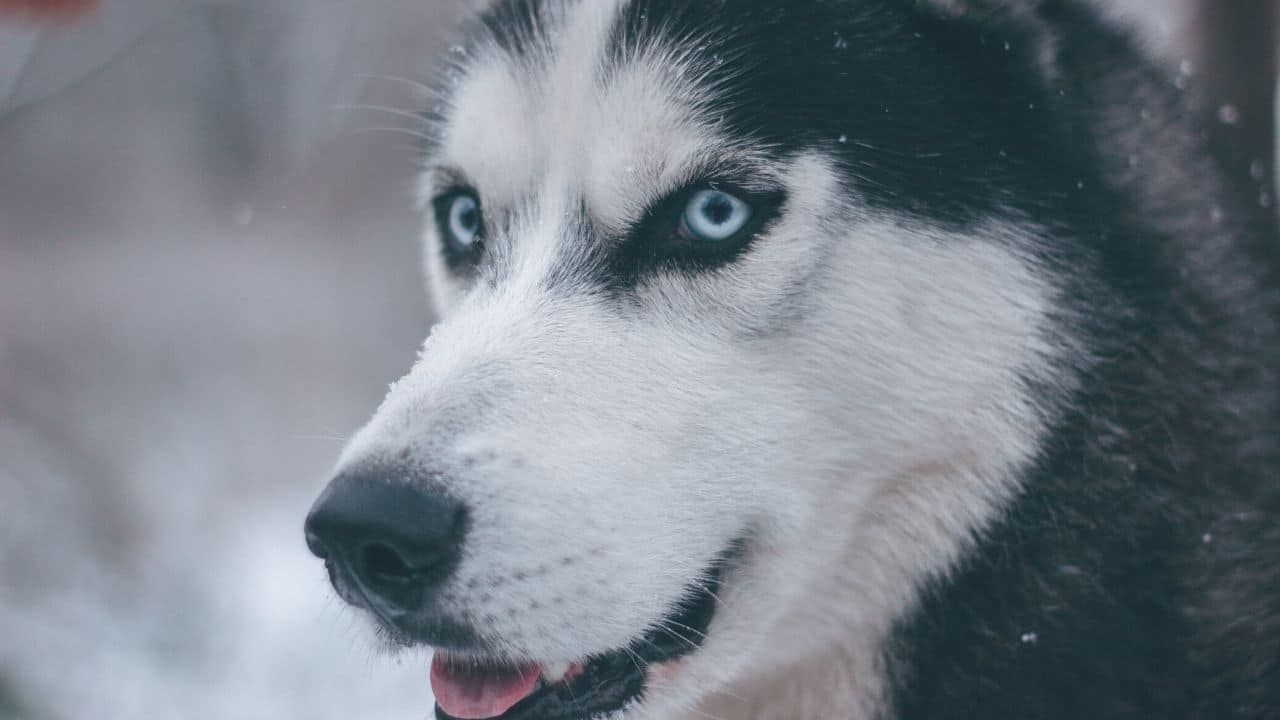 Native American Indian Dog