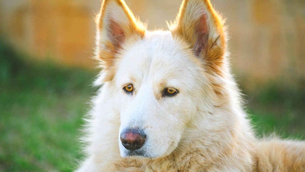 Northern Inuit Dog