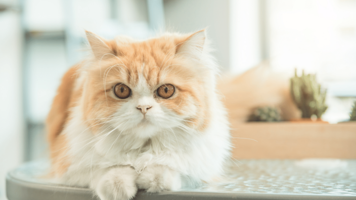 Persian cats in the city achieve for higher prices