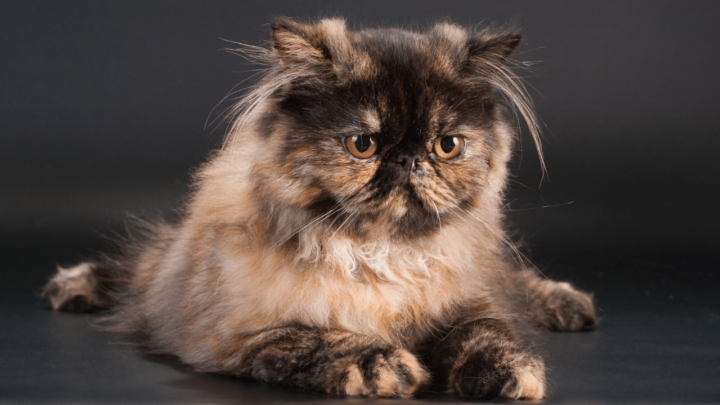 Pure Persian cats sell at a higher price- Lineage is important