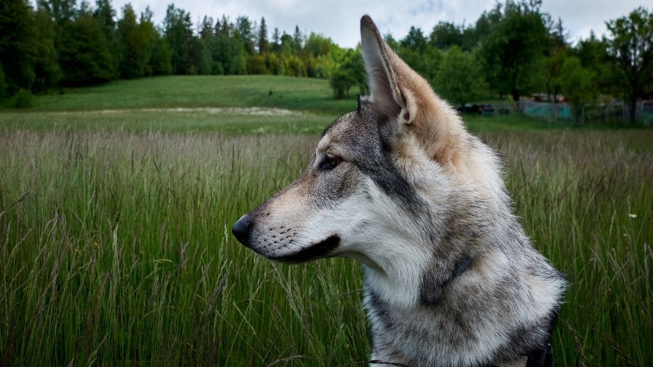 Saarloos Wolfdog