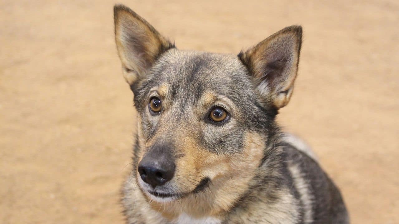 Swedish Vallhund