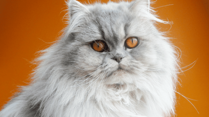 The asking price for a female Persian cat is higher as they can produce kitten