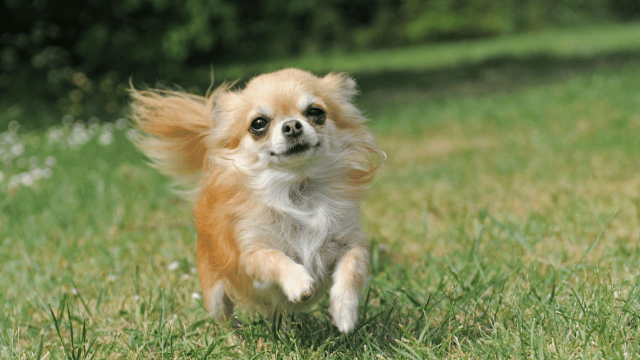 What is the Lifespan of a Long Hair Chihuahua? The Answer!