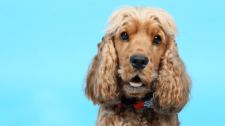 What is the best dog food for Cocker Spaniels