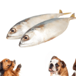Will Dogs Eat Fish