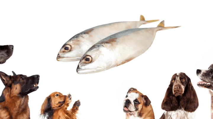 dogs eat fish