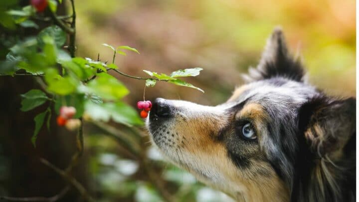 How Far Can Dogs Smell? — It’s Truly Remarkable!