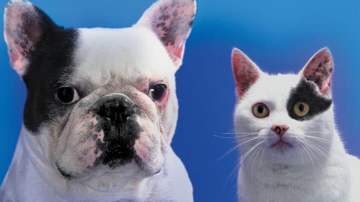 Are French Bulldogs Good with Cats? — The Answer!