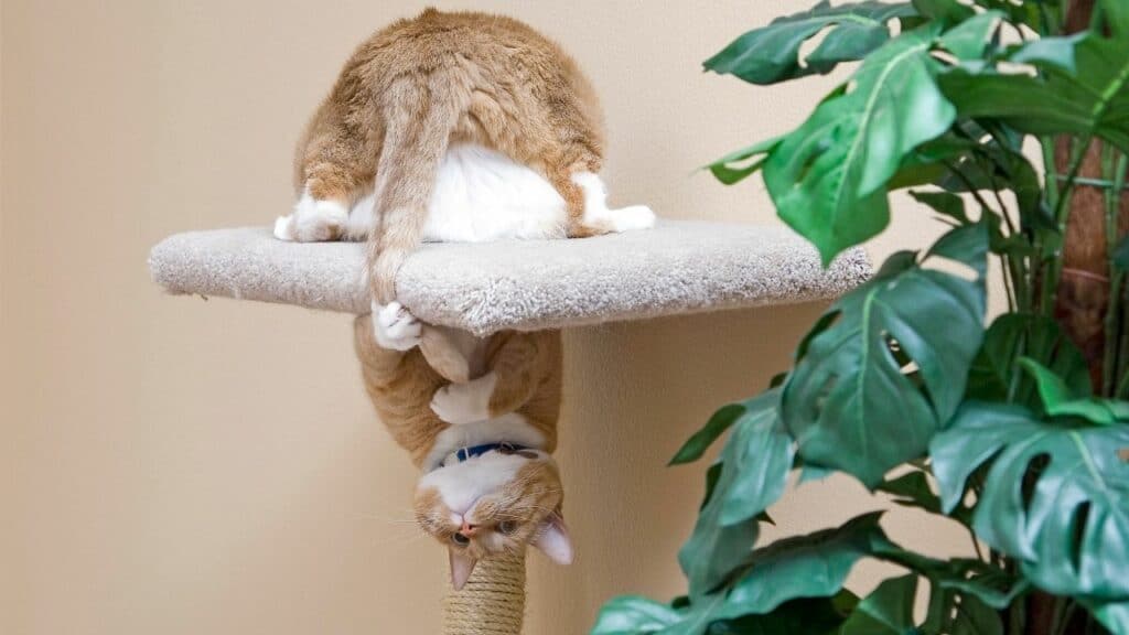 Why Do Cats Knock Things Off Makes Sense!