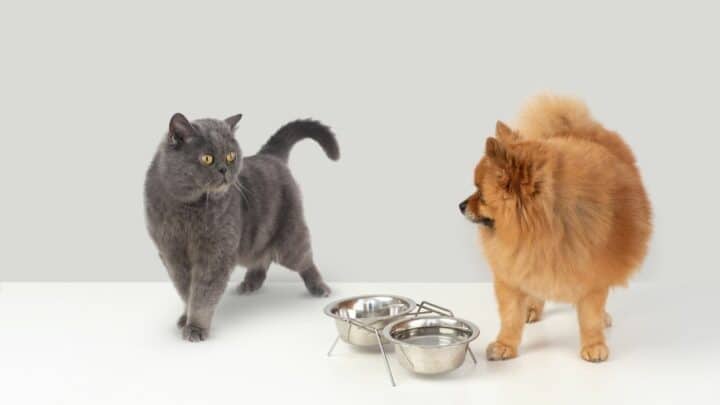 How To Tell If A Dog Is Aggressive Towards Cats — 8 Signs!